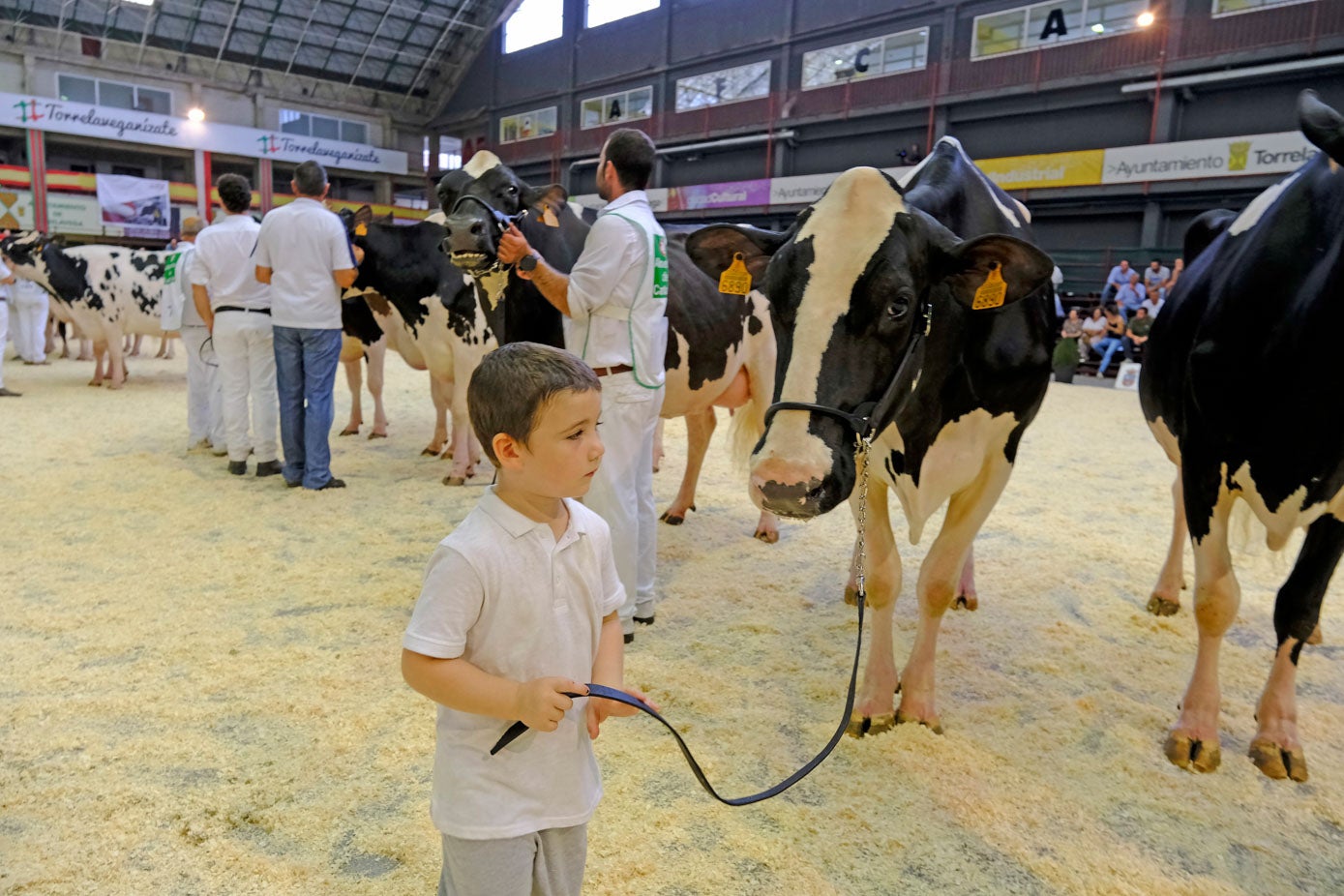Un pequeño manejador con su vaca.
