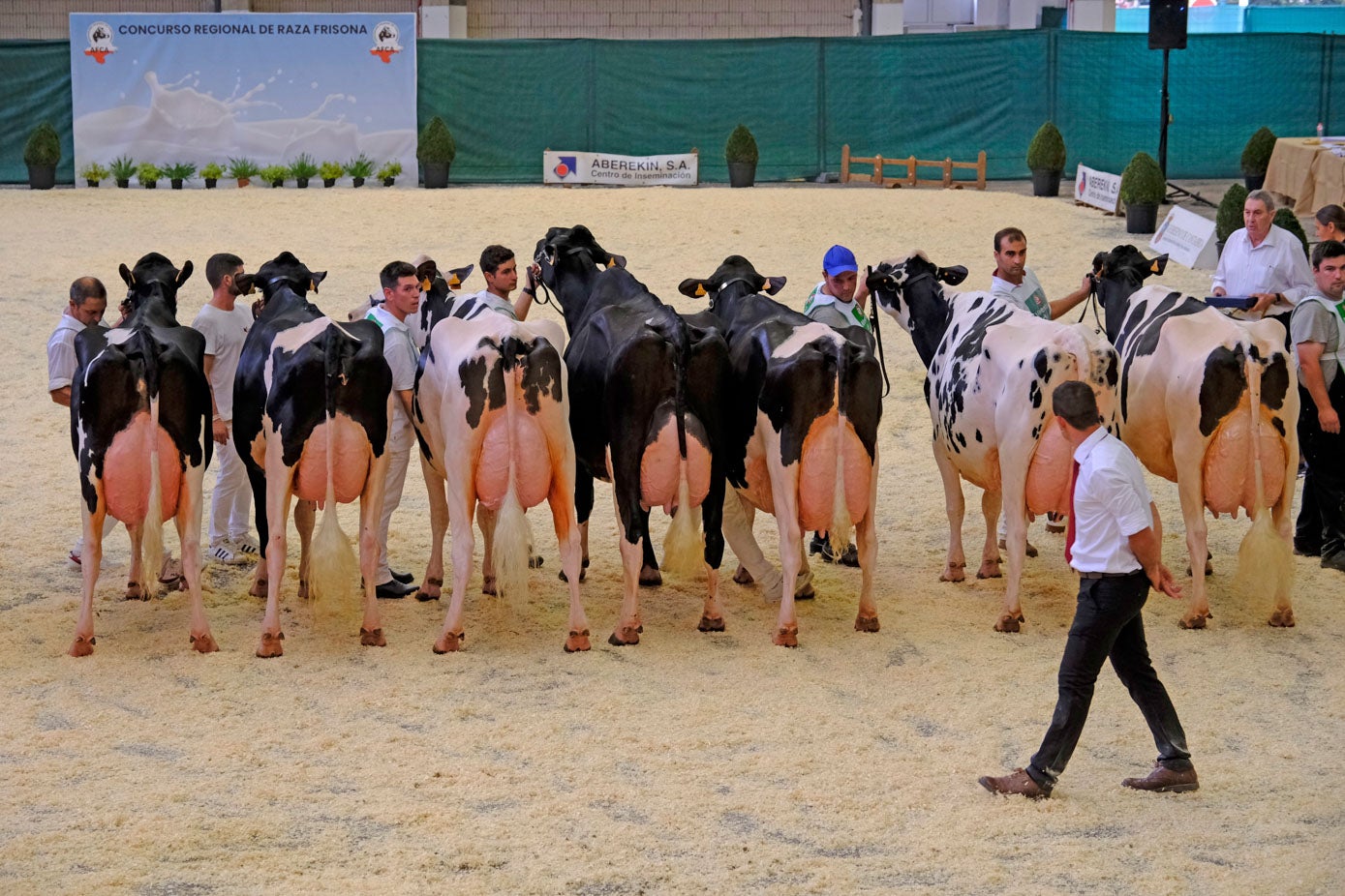 El juez examina las mejores vacas.