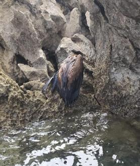 Imagen secundaria 2 - Arriba, la 'gomona' de la patrullera Río Guadalhorce de Cantabria llega al puerto. Abajo, dos imágenes del buitre leonado que fue salvado.