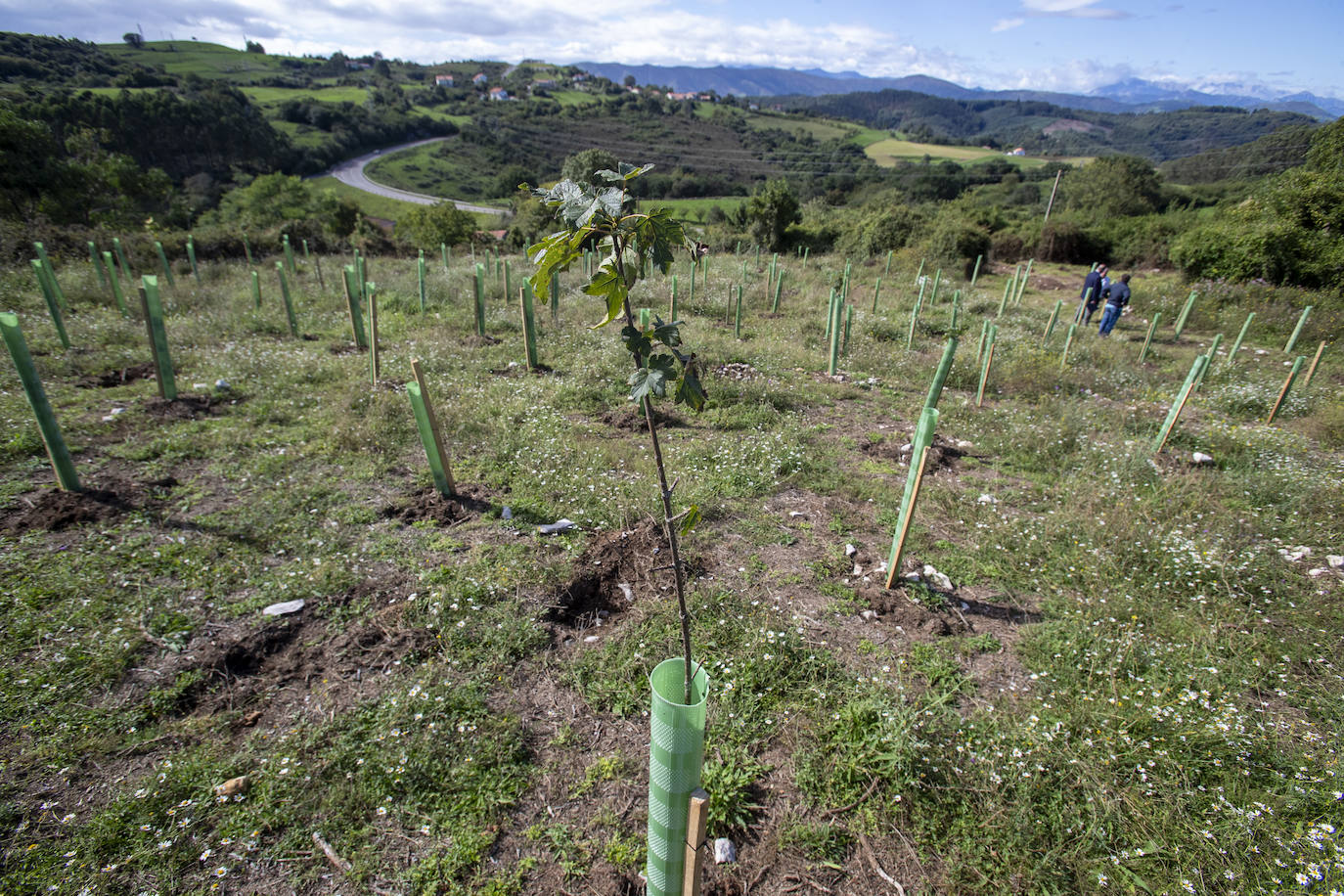 El año pasado se realizó la primera plantación, con el respaldo de la Academia de Cine.