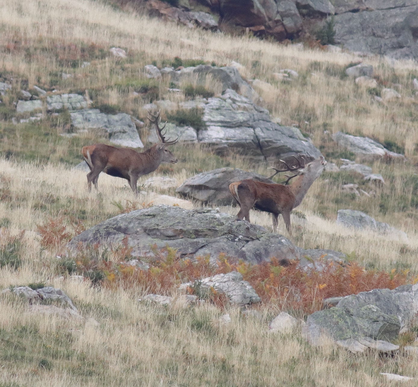 Un venado berra junto a otro, haciéndole ver quién manda en esa ladera.