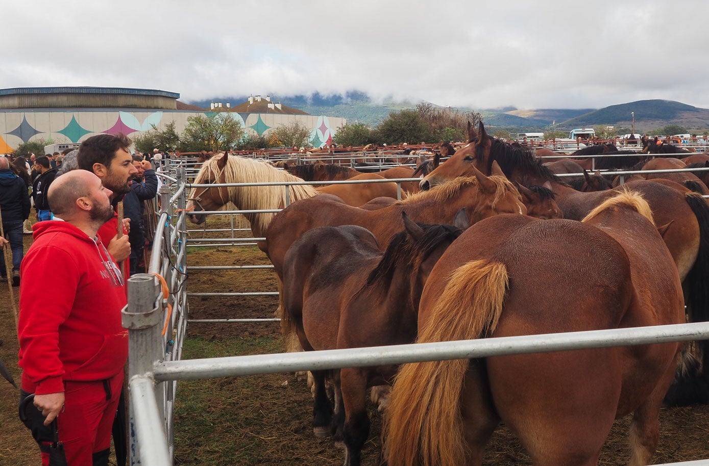 Los caballos de la raza Bretona Pura e Hispano Bretona han sido protagonistas