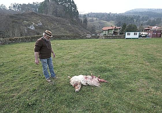 Un ganadero muestra la oveja que los lobos le mataron en febrero en pleno centro de Santibáñez, en el municipio de Cabezón de la Sal.