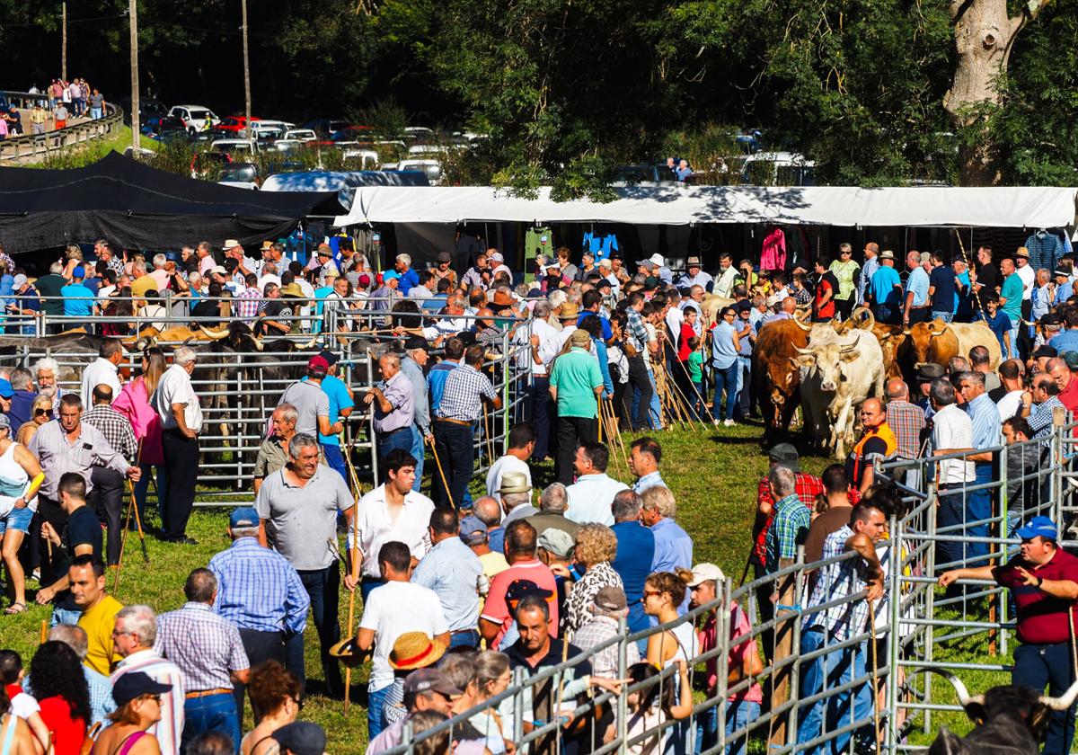 La Feria de San Miguel reúne a los vecinos y al ganado del Valle del Nansa