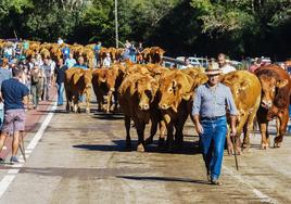 La Feria de San Miguel reúne a los vecinos y al ganado del Valle del Nansa