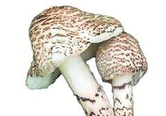 Lepiota bruneoincarnata.