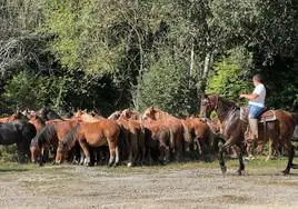 Diez ganaderías de caballar acuden a la feria de Los Tojos