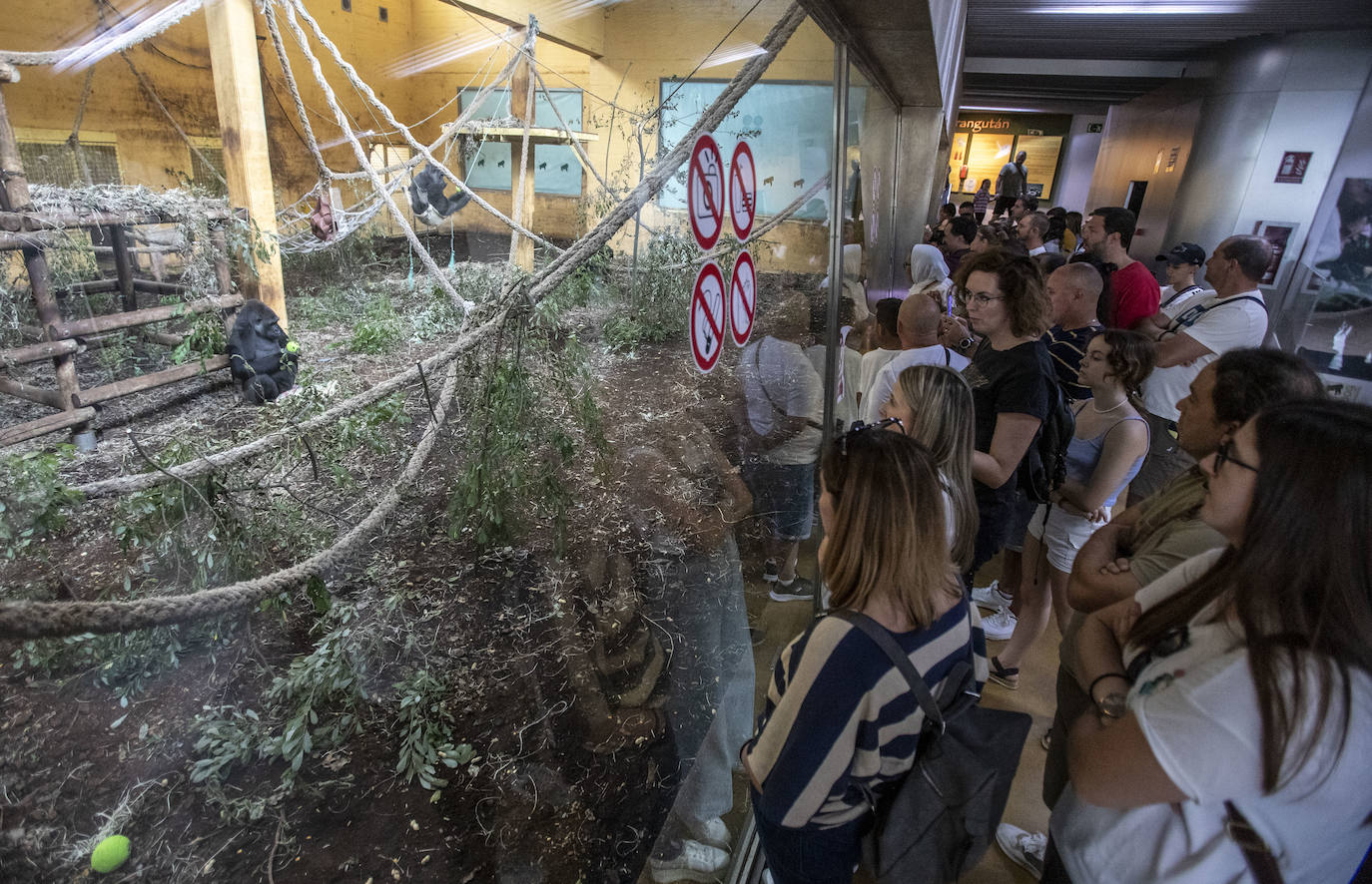 Los turistas pudieron ver de cerca a los animales. 