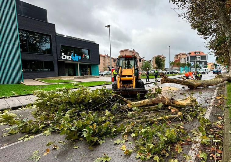 En Monte, la carretera permanece cortada mientras las operarios retiran un árbol.