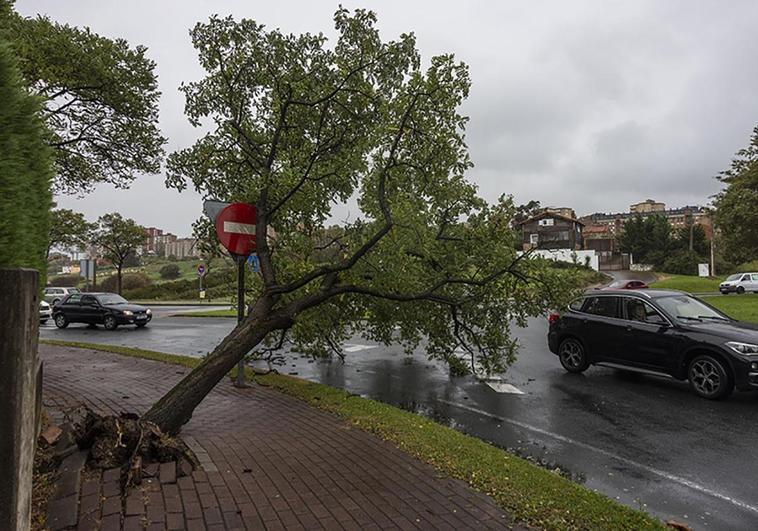 Un árbol caído como consecuencia del fuerte viento en la S-20, en Santander.