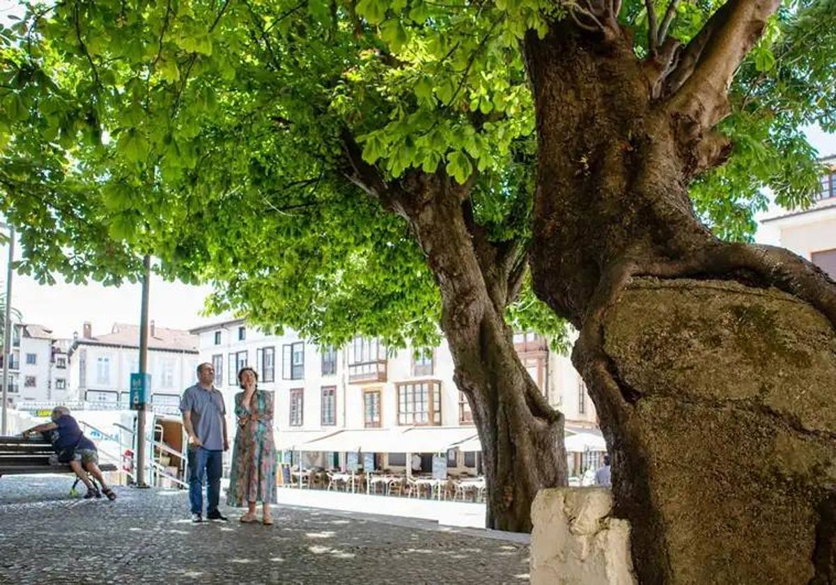 La alcaldesa y el concejal de Medio Ambiente observan el árbol de gran tamaño situado en la plaza del Corro Campíos.