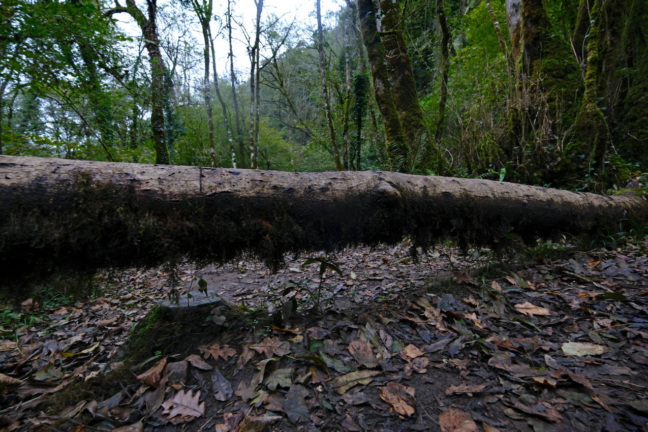 En cada paso de esta ruta se descubren paisajes llenos del encanto de la propia naturaleza salvaje, como este árbol caído que cruza el camino.