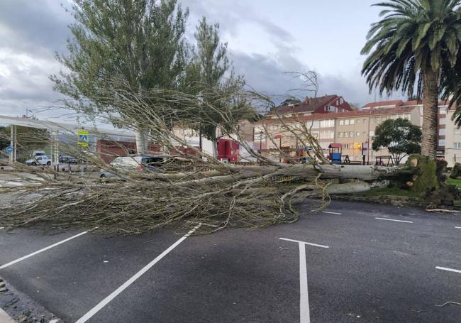 El gran chopo que se ha caído esta noche en San Vicente de la Barquera.