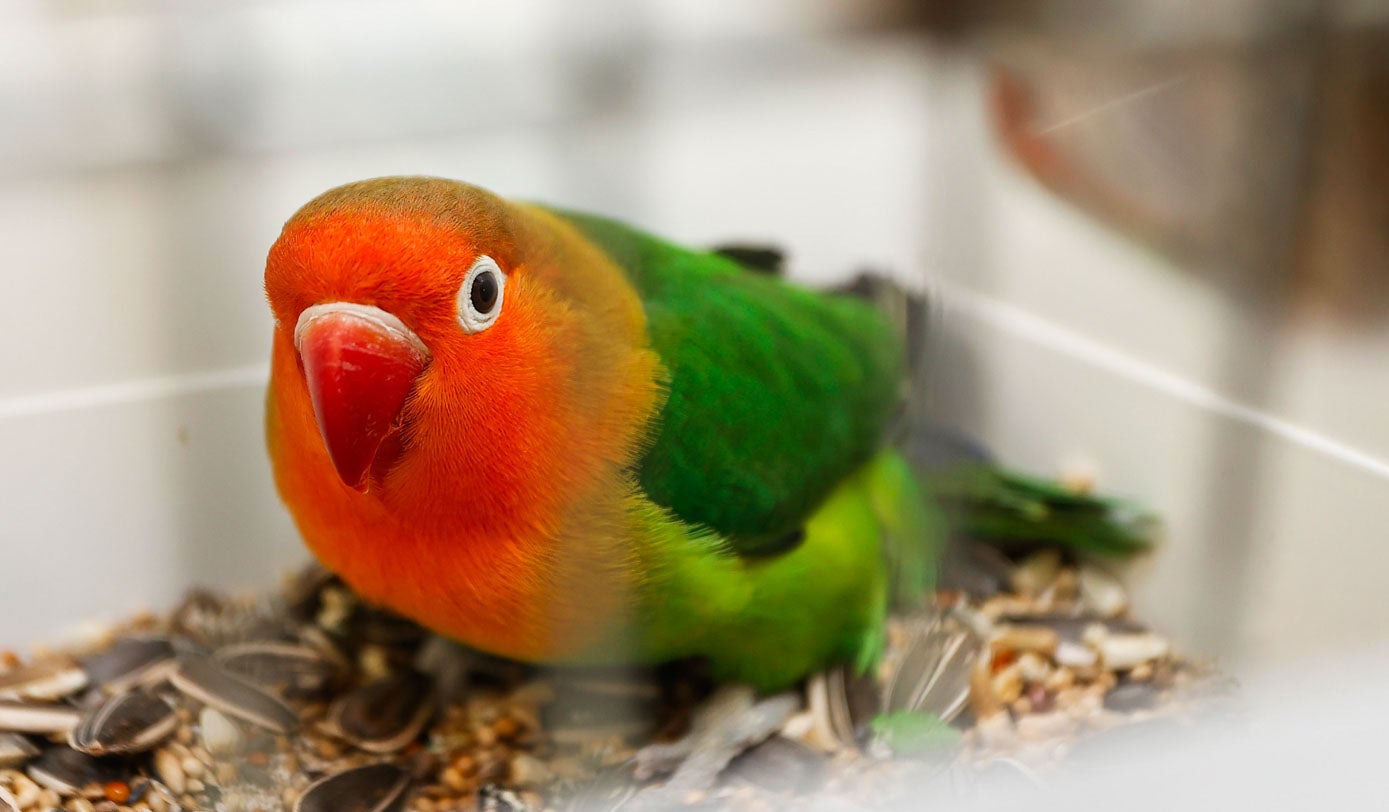 Los agapornis destacan por su colorido.