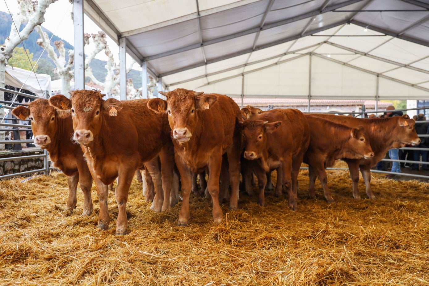 Este año sólo ha habido un centenar de vacas en el recinto ferial.