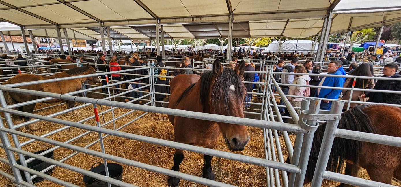 En esta ocasión hubo 65 caballos.