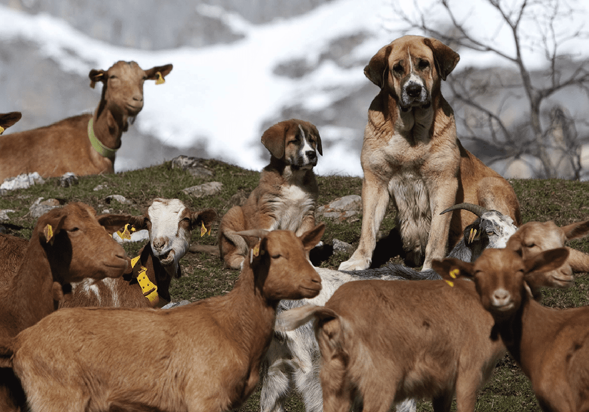 Dos mastines vigilan un rebaño de cabras en los Picos de Europa