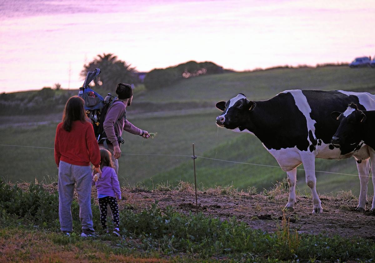 Una familia da de comer a una vaca en el entorno rural de Cantabria.