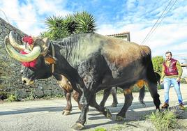 La tradición del arrastre convertida en excelencia