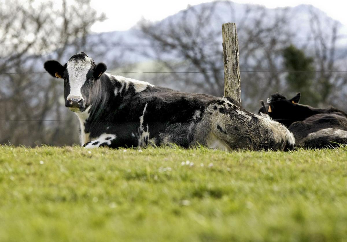 Un ejemplar de vaca en una explotación ganadera de Villaverde de Pontones, afectada por lengua azul en un brote detectado en Cantabria en 2021.