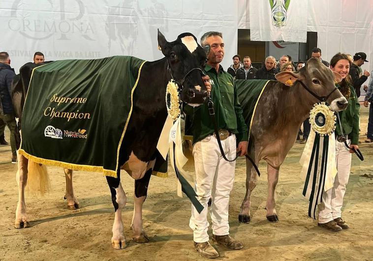 La vaca Llinde Ariel Jordan, campeona suprema