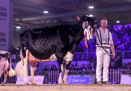 La vaca Llinde Ariel Jordan, campeona suprema