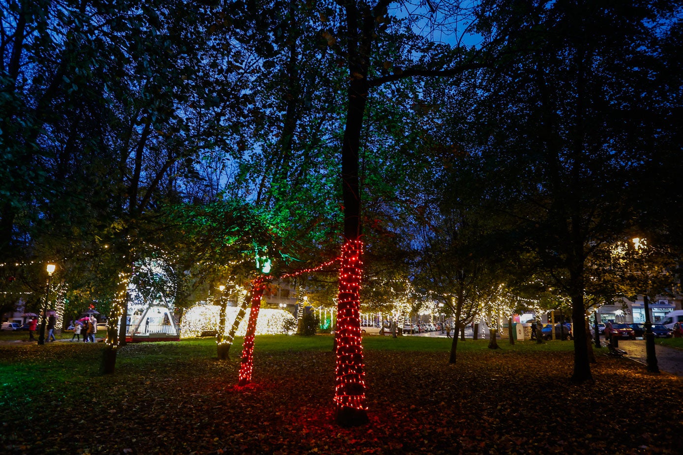 El tronco de algunos árboles está iluminado.