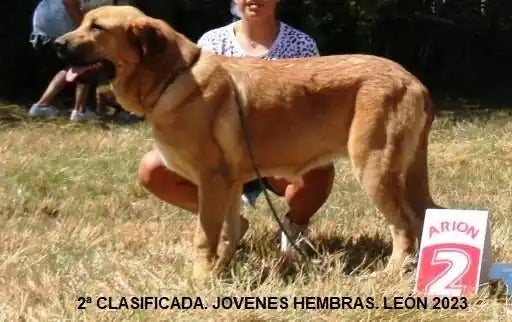 Segunda hembra joven mejor clasificada.