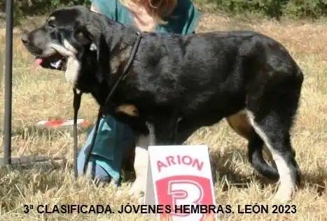 Tercera hembra joven de mastín.