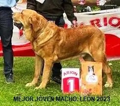 Mejor joven macho del año.