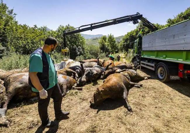 Un veterinario observa algunas de las vacas hinchadas tras ser sacadas de la cuadra para retirarlas. En el video, la retirada de los animales en su día