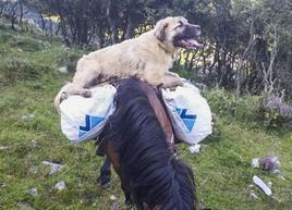 Imagen de Chulo sobre un caballo, cedida por el ganadero.