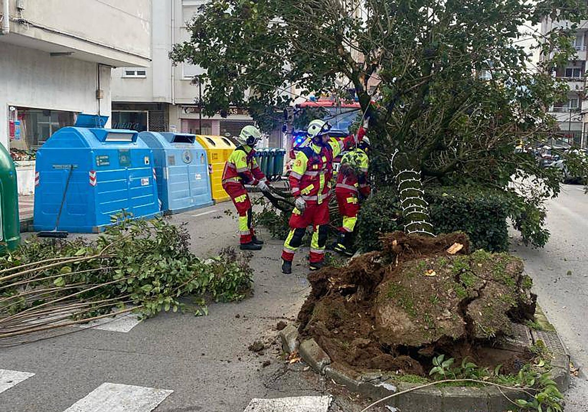 Trabajos de retirada del árbol por parte de los bomberos del parque de emergencias.