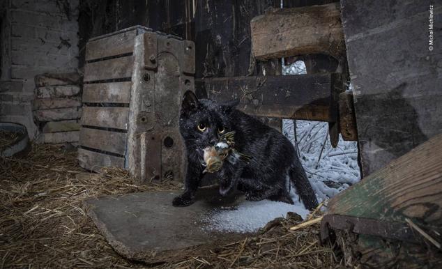 11. Titulada "Atrapado por el gato", esta imagen muestra a un gato doméstico con su presa fresca en un granero abandonado en Radolinek, un pequeño pueblo del oeste de Polonia. 