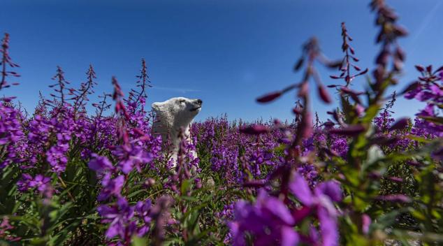 2. Bajo el título "Entre flores", la imagen de este cachorro de oso polar jugando fue tomada en la costa de la bahía de Hudson, Canadá.