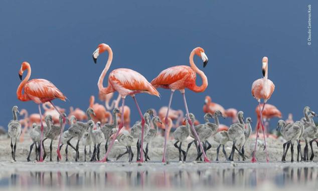 6.Titulada: "Guardería caribeña", esta imagen muestra a una colonia reproductora de flamencos caribeños, o americanos, en la Reserva de la Biosfera Ría Lagartos, en la península de Yucatán, México. 