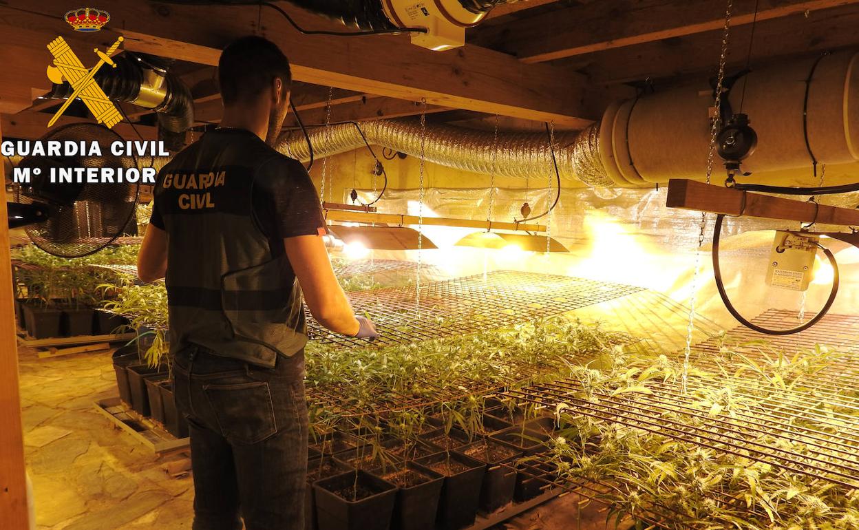 Alquila una casa en Ramales y monta una plantación de marihuana con cuatro cosechas anuales