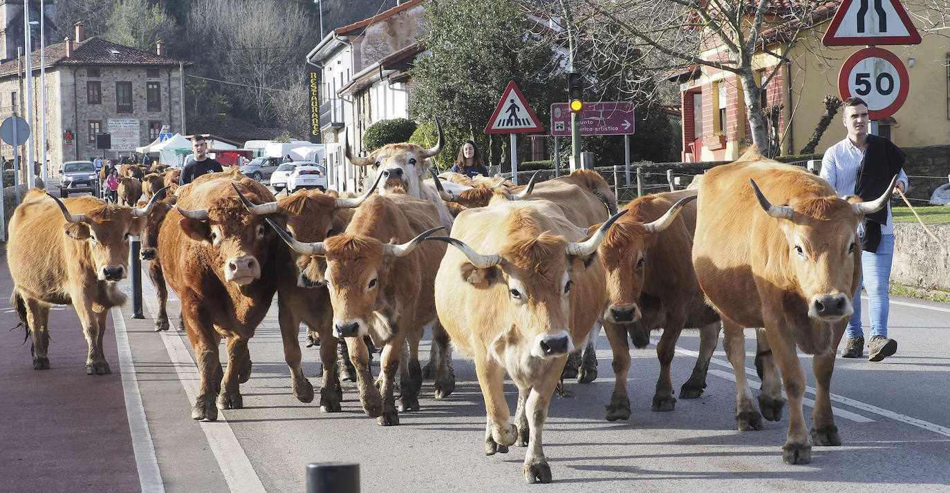 Fotos: El pueblo de Valle celebra su tradicional feria