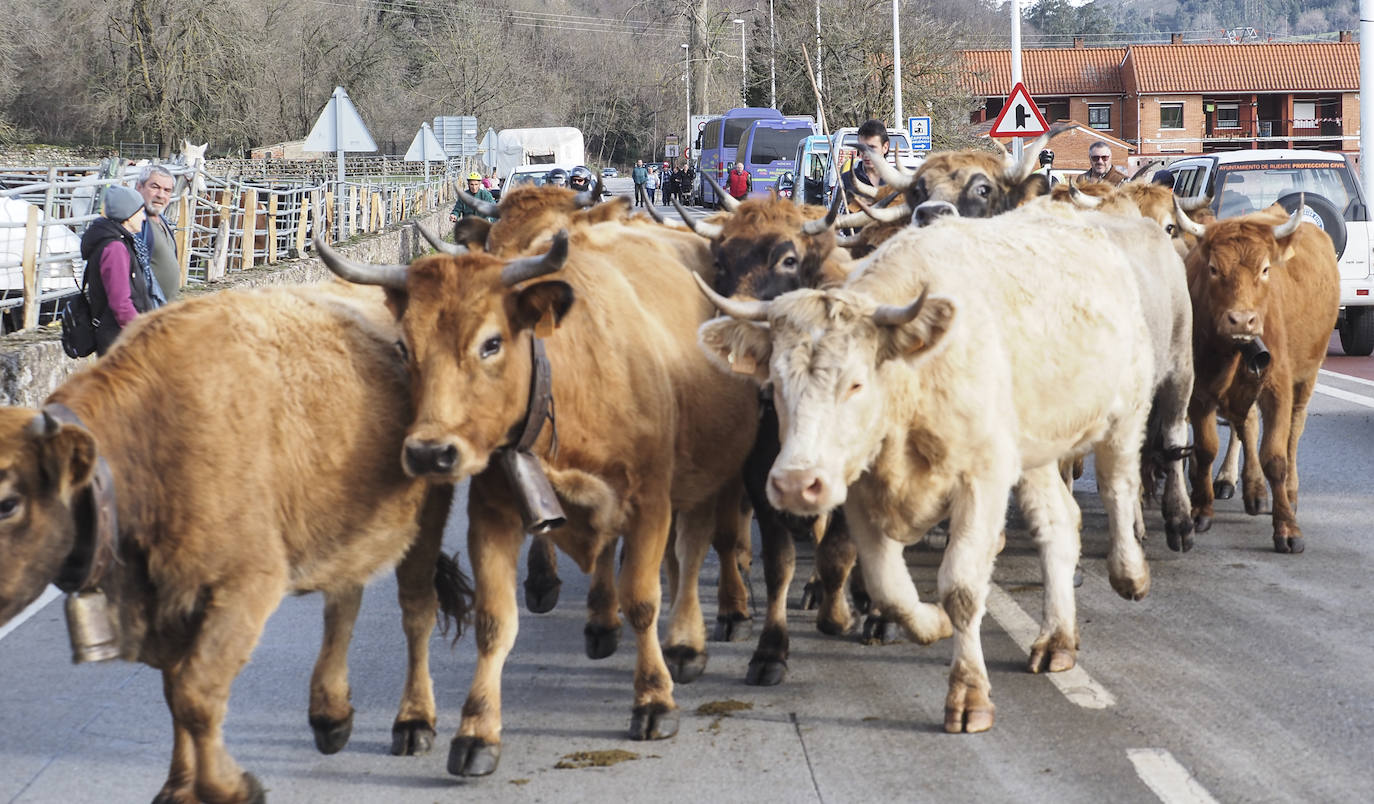 Fotos: El pueblo de Valle celebra su tradicional feria