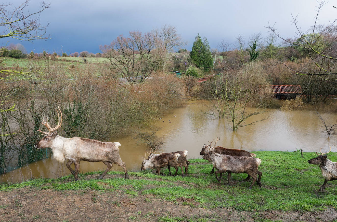 Los animales, a salvo de las inundaciones.