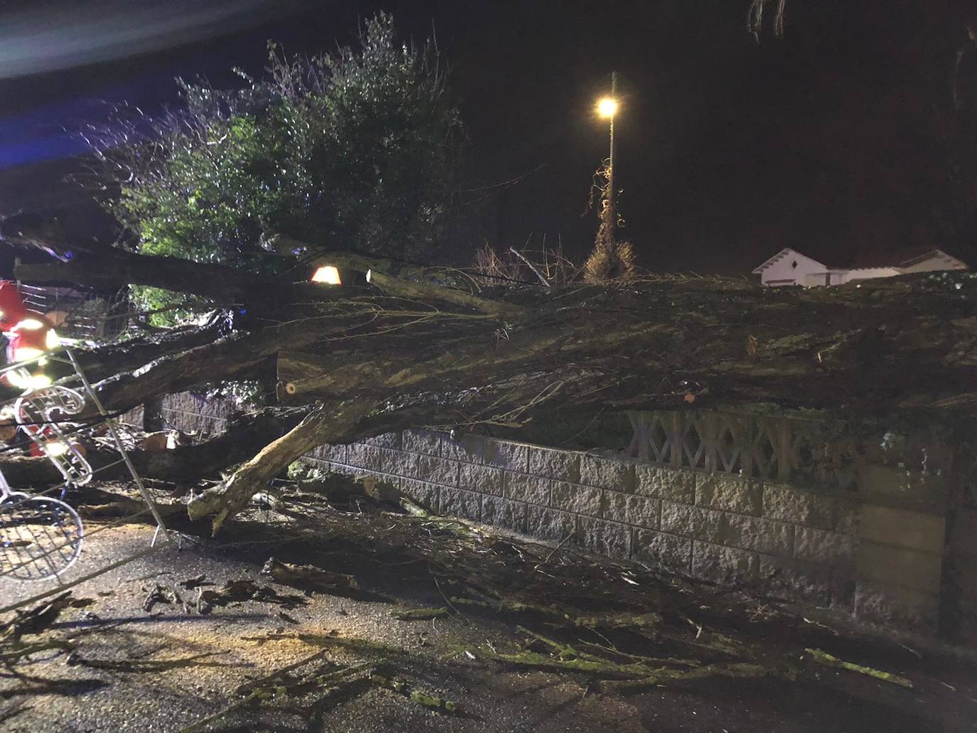 Árbol desplomado en el Alto Maliaño.