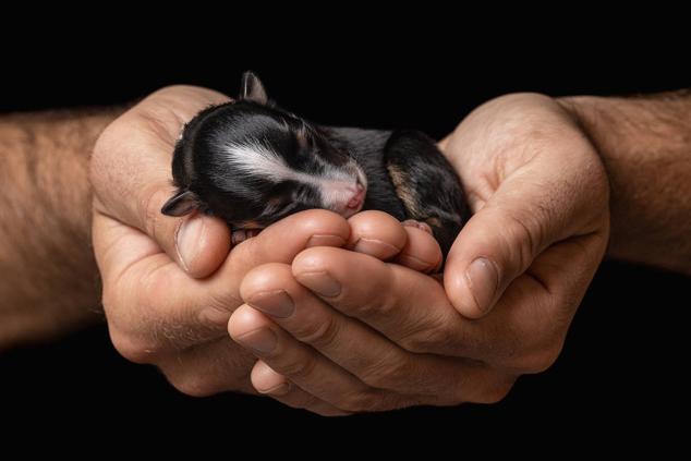 Un cachorro descansa sobre unas manos.