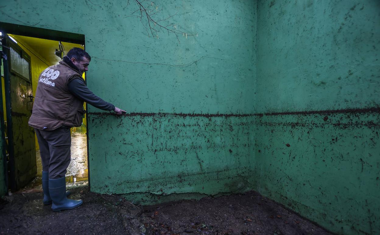 Un trabajador del zoo indica la altura del agua en el recinto exterior de los orangutanes.