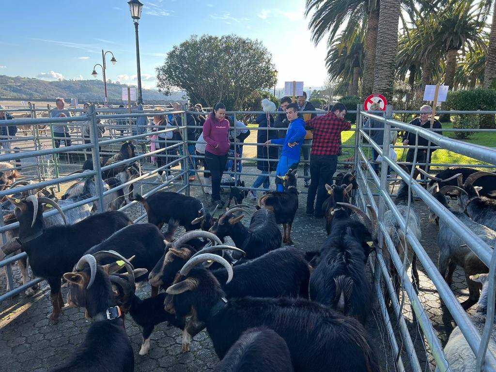 Los animales volvieron a concentrarse en pleno paseo marítimo de San Vicente de la Barquera.