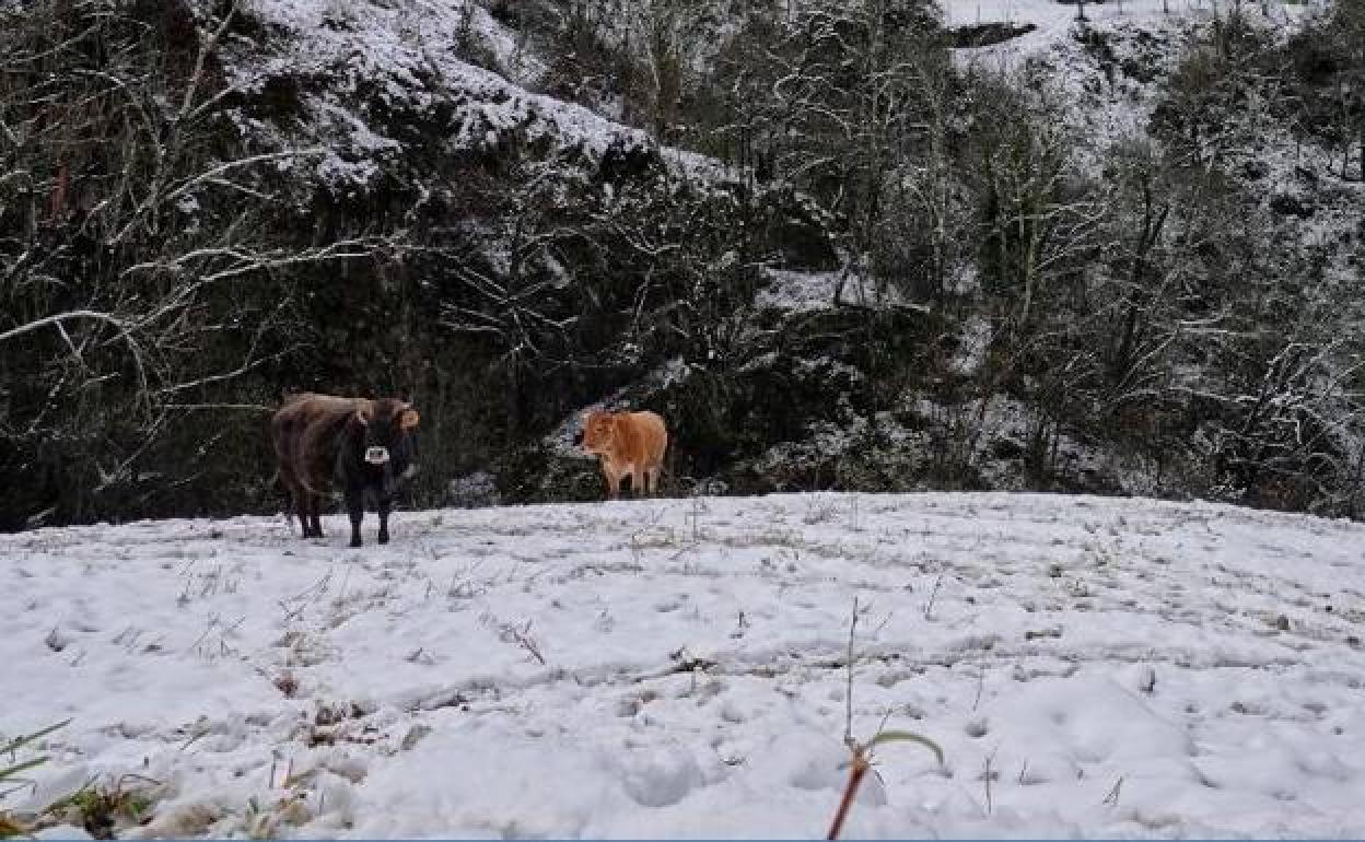 La nieve cayó con fuerza en el concejo de Ponga. 