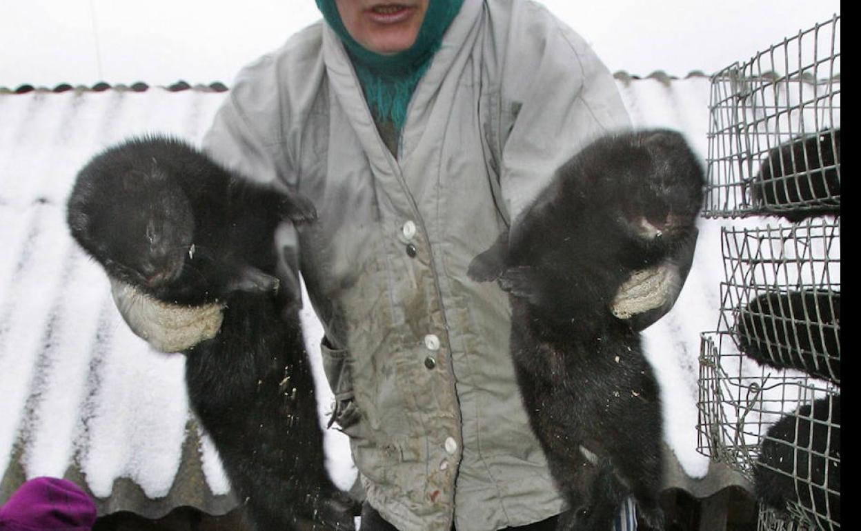 Visones en una granja de Bielorrusia.