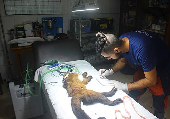 Iván toma medidas morfométricas durante una revisión veterinaria de un ejemplar de mono capuchino.