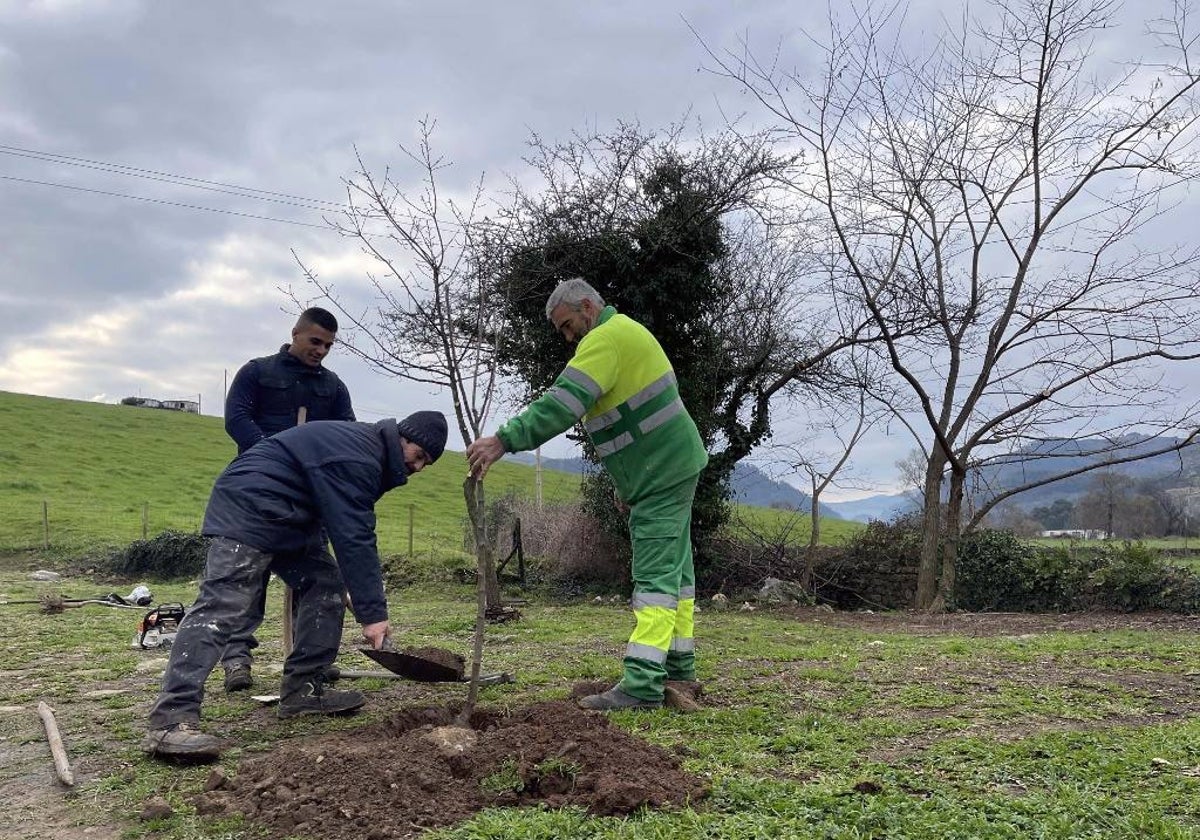 Operarios municipales plantan un cerezo en Santiago de Cartes.