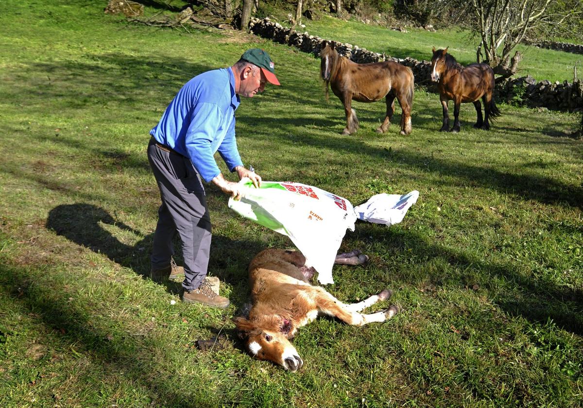 Un ganadero cubre el cuerpo de un potro muerto a manos del lobo en Fresneda.