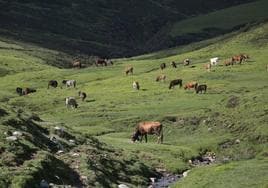 Reses en el Puerto de Sejos.